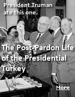 The tradition of presenting the president with a turkey began in 1947 during Harry Truman�s first term. But Truman didn�t pardon that turkey, he ate it.